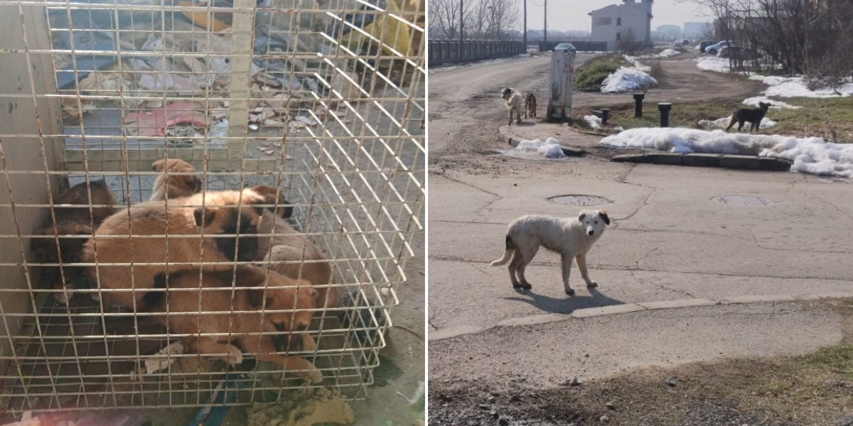 ASPA-61-de-caini-preluati-din-toate-sectoarele.jpg - StiriAlese