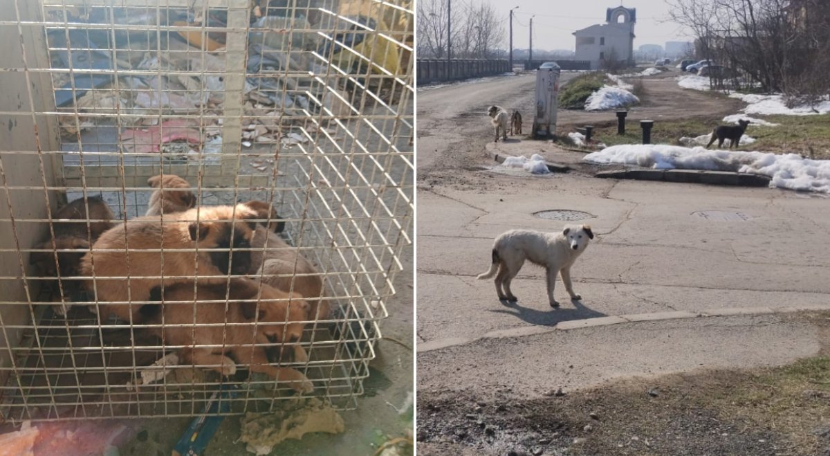 Autoritatea pentru Supravegherea și Protecția Animalelor (ASPA) București anunță că, de la începutul lunii martie, echipele sale au preluat în total 61 de câini din toate cele șase sectoare ale Capitalei