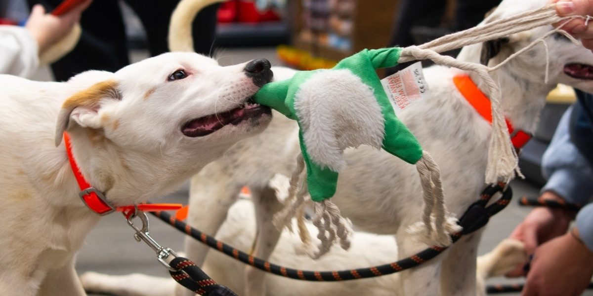 ASPA-Bucuresti-eveniment-dedicat-adoptiilor.jpg - StiriAlese