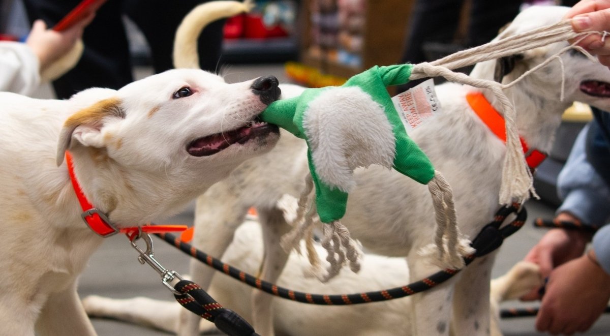 Bucureștiul devine, din nou, centru al inițiativelor dedicate protecției și adopției animalelor fără stăpân, în contextul unui eveniment caritabil ce va avea loc pe 2 aprilie la restaurantul Bartini, situat pe strada Constantin Mille 18