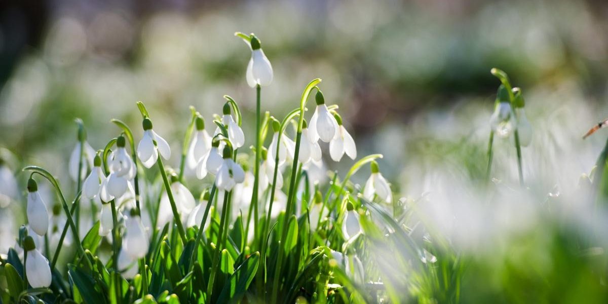 Amenzi-uriase-pentru-cei-care-culeg-ghiocei-din-padurile-din-Germania.-De-ce-ajung-sanctiunile-la-50.jpeg - StiriAlese