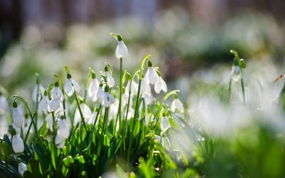 Amenzi de până la 50.000 euro pentru culegerea ghioceilor în pădurile din Germania