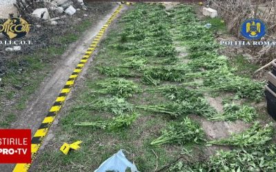 Arad: Cultivare de zeci de plante de canabis, trei suspecți arestați
