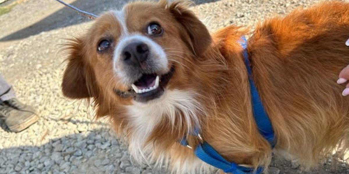 Campanii-de-sterilizare-pentru-cainii-cu-detinator.jpg - StiriAlese