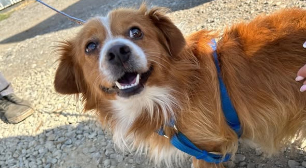 Bucureștiul și împrejurimile Ilfovului devin, în aceste zile, centre de acțiune pentru protejarea animalelor de companie și prevenirea abandonului, printr-o serie de campanii gratuite de sterilizare și microcipare