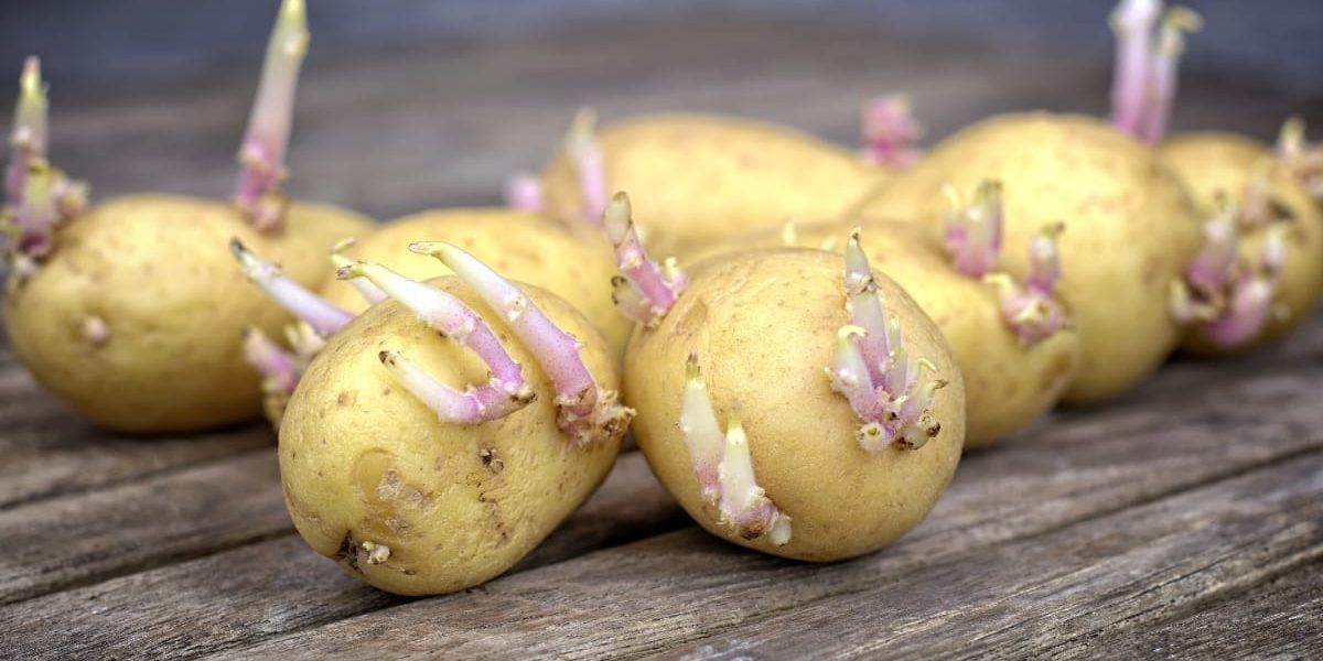 Cartofii-incoltiti-trebuie-aruncati-la-gunoi-spun-specialistii.-De-ce-devin-periculosi.jpg - StiriAlese