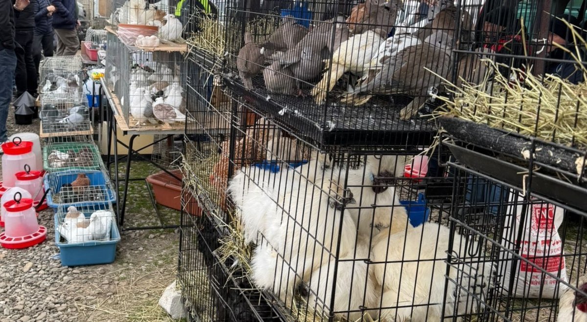 Autoritățile din Ilfov au demarat o anchetă amplă la târgul din Voluntari, unde au fost descoperite numeroase nereguli legate de comerțul cu animale și alimente