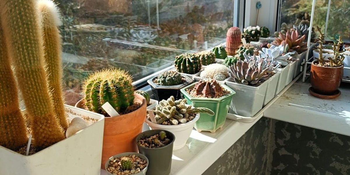 De-ce-sa-pulverizezi-otet-pe-balcon.-Trucul-simplu-pe-care-multe-gospodine-il-folosesc-primavara-si.jpeg - StiriAlese