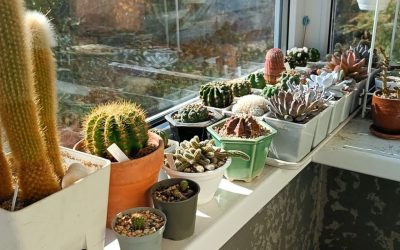 De-ce-sa-pulverizezi-otet-pe-balcon.-Trucul-simplu-pe-care-multe-gospodine-il-folosesc-primavara-si.jpeg - StiriAlese