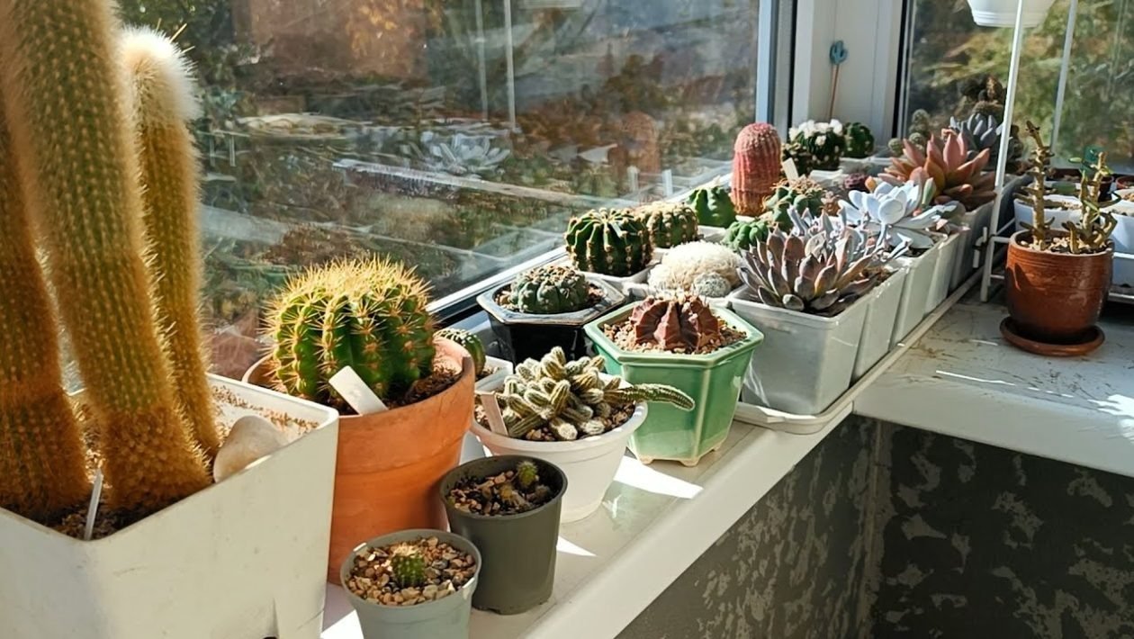 Cum scapi de păianjeni fără substanțe chimice: trucuri simple cu oțet Pentru mulți dintre cei care locuiesc la bloc sau într-o casă de la țară, păianjenii pot deveni o prezență neplăcută, mai ales primăvara și vara, când aceștia își construiesc pânzele în colțurile camerei sau pe balcoane