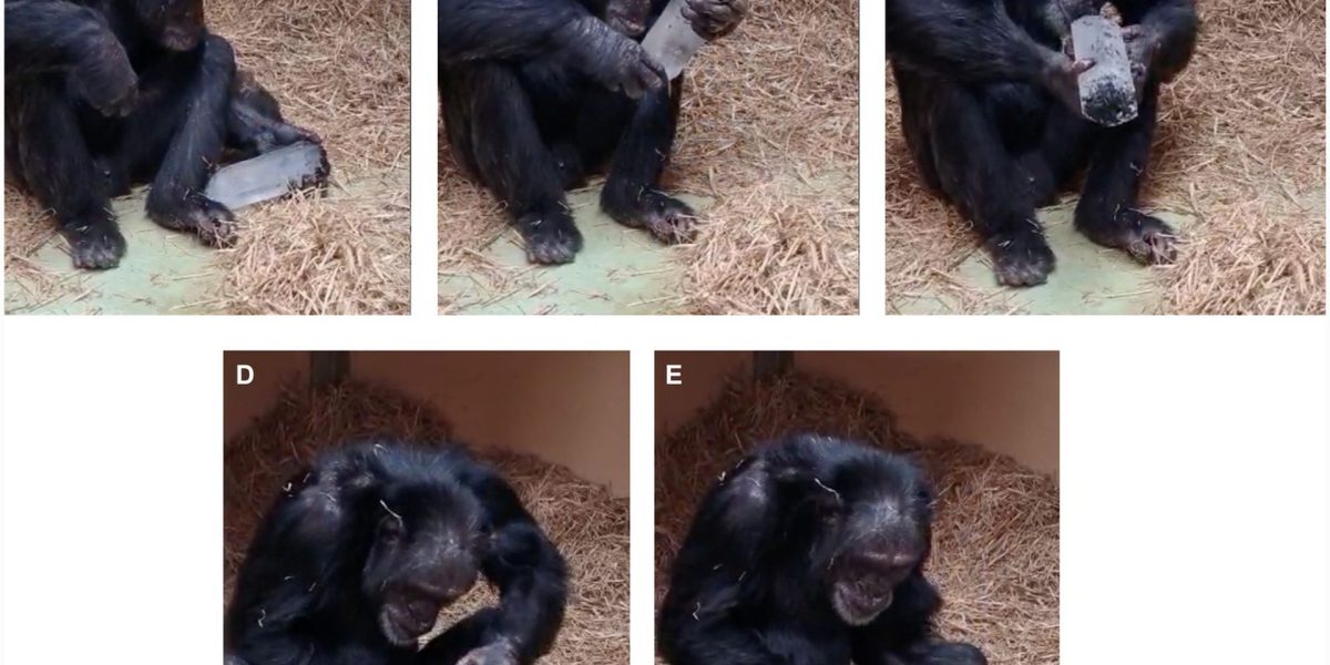 Dragostea-cimpanzeilor-pentru-cristale_Garcia-Ruiz_Frontiers-in-Psychology-2026_descopera-4.jpg - StiriAlese