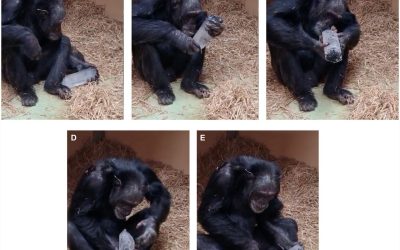 Dragostea-cimpanzeilor-pentru-cristale_Garcia-Ruiz_Frontiers-in-Psychology-2026_descopera-4.jpg - StiriAlese