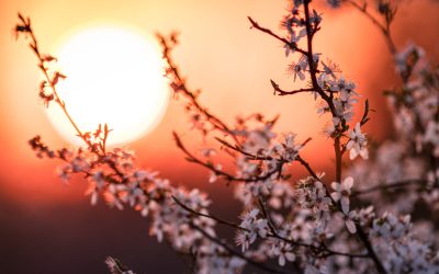 Echinocțiul de primăvară 2026, motivul pentru care vara nu începe pe 21 martie