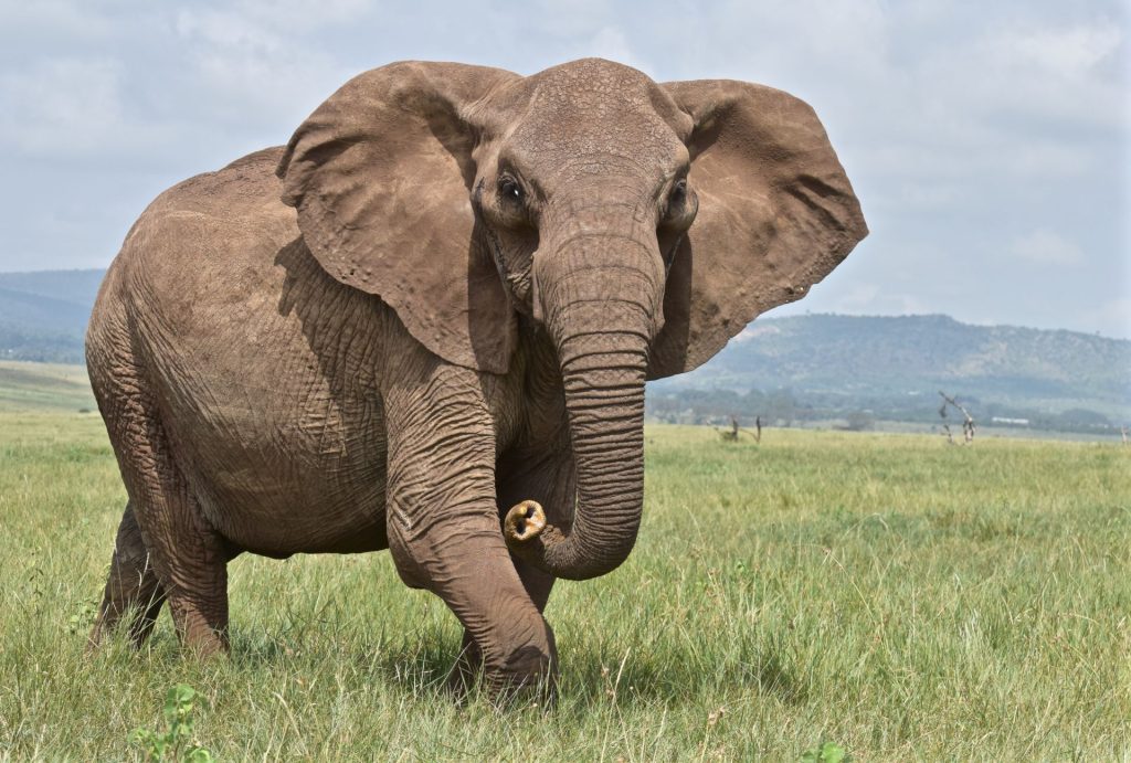 Elefanții, cei mai mari și mai eleganți locuitori ai Africii, evită în mod categoric anumite zone mai mult decât orice alt animal sălbatic, iar această tendință devine tot mai clară în contextul expansiunii umane