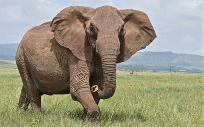 Elefantii-evita-aceste-zone_shutterstock_descopera-10.jpg - StiriAlese