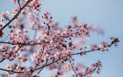 Vremea de Paște și în următoarele patru săptămâni, conform prognozei