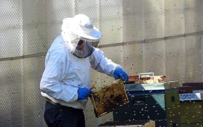 Impactul creșterii prețurilor la energie și carburanți asupra apicultorilor: producții reduse