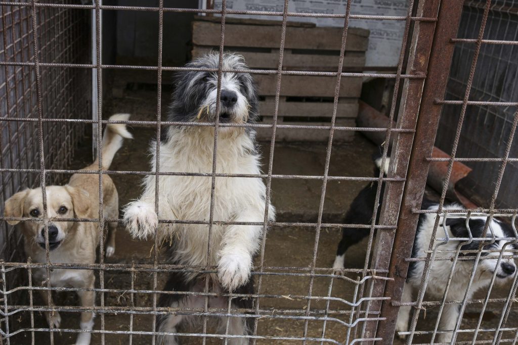 Primăriile din trei comune din Ilfov, Dobroești, 1 Decembrie și Clinceni, sunt primele administrații locale care au făcut publice contractele de gestionare a animalelor fără stăpân încheiate cu firma Vetmedan SRL, deținătorul adăpostului de câini din Vrancea, „Arca lui Noe”