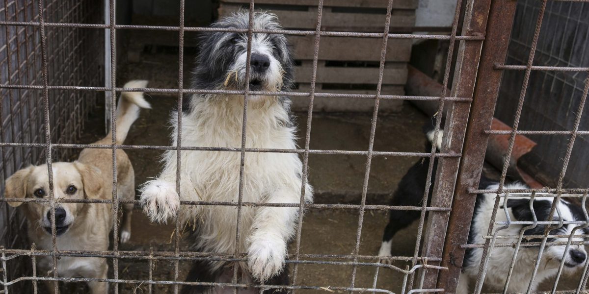 ID296803_INQUAM_Photos_Octav_Ganea-scaled.jpg - StiriAlese