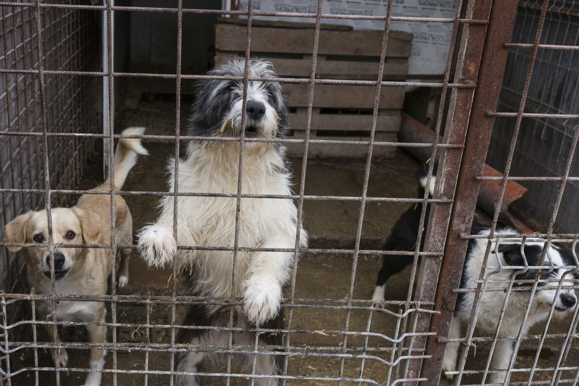 Primăriile din trei comune din Ilfov, Dobroești, 1 Decembrie și Clinceni, sunt primele administrații locale care au făcut publice contractele de gestionare a animalelor fără stăpân încheiate cu firma Vetmedan SRL, deținătorul adăpostului de câini din Vrancea, „Arca lui Noe”