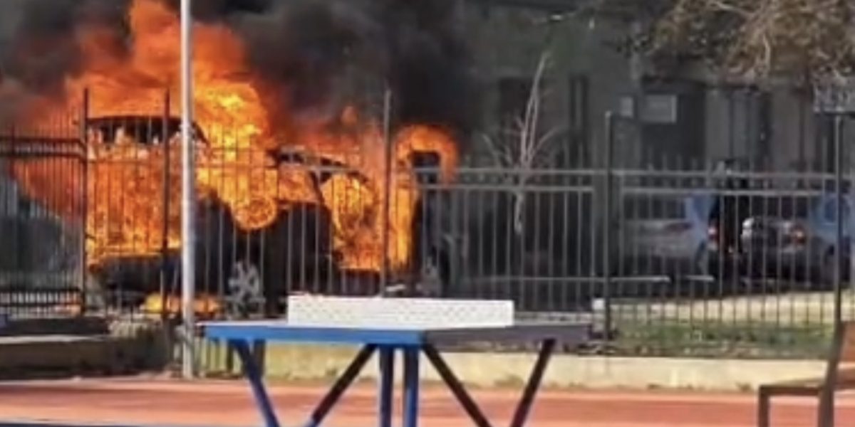 IMG_2487.jpeg - StiriAlese