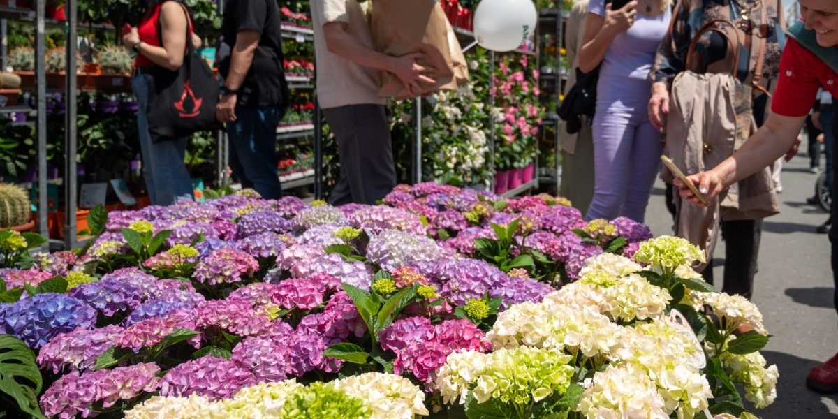 Inscrieri-comercianti-West-Side-Flower-Fest.jpg - StiriAlese