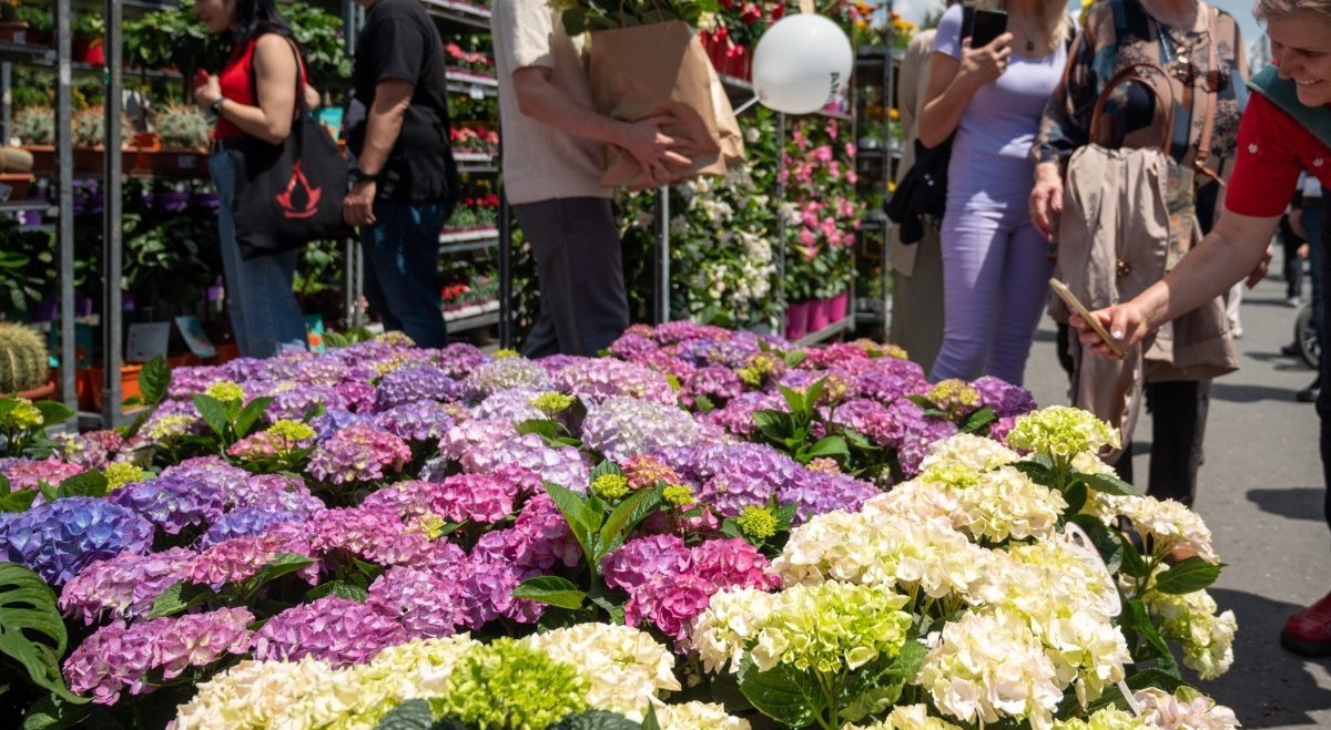 Cum se înscriu comercianții la West Side Flower Fest 2026