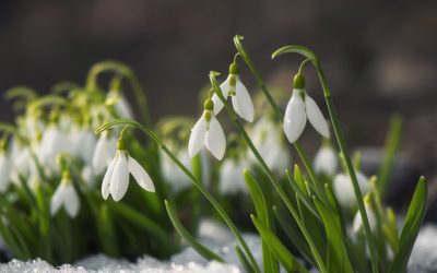 Meteorologii anticipează un nou val de iarnă în martie, temporar