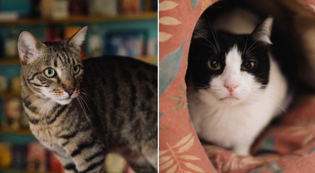 Miau Cafe, primul local din România dedicat iubirii pentru feline, își schimbă scena după aproape un deceniu în care a fost un refugiu pentru pisici abandonate și un loc de relaxare pentru iubitorii de animale și cafea