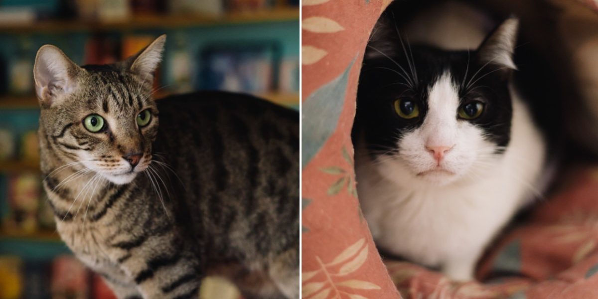 Miau-Cafe-se-redeschide.jpg - StiriAlese