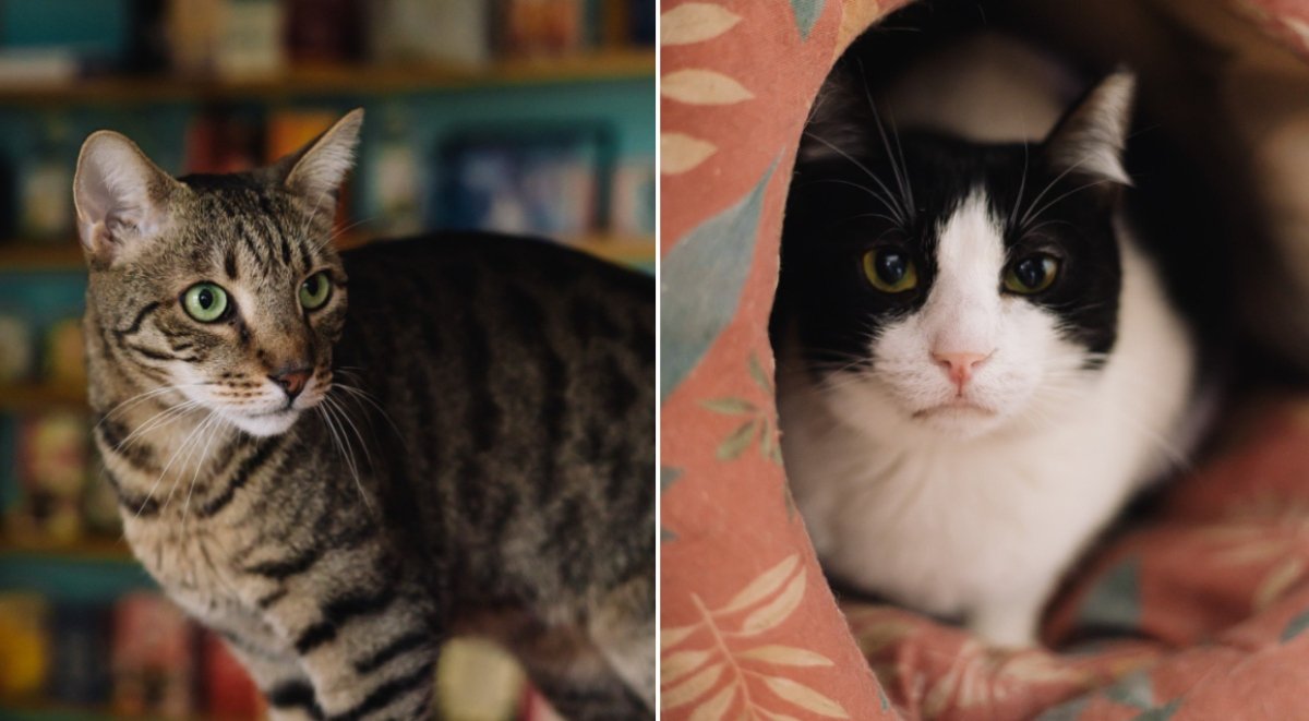 Miau Cafe, primul local din România dedicat iubirii pentru feline, își schimbă scena după aproape un deceniu în care a fost un refugiu pentru pisici abandonate și un loc de relaxare pentru iubitorii de animale și cafea