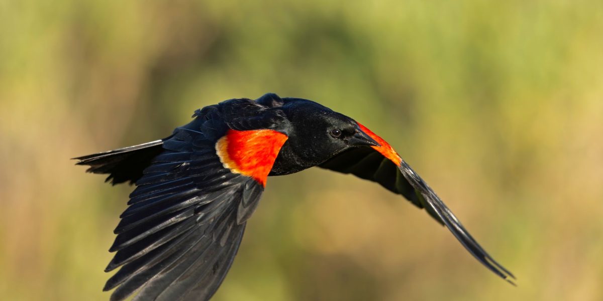 Pasarile-dispar-in-ritm-accelerat_shutterstock_descopera.jpg - StiriAlese