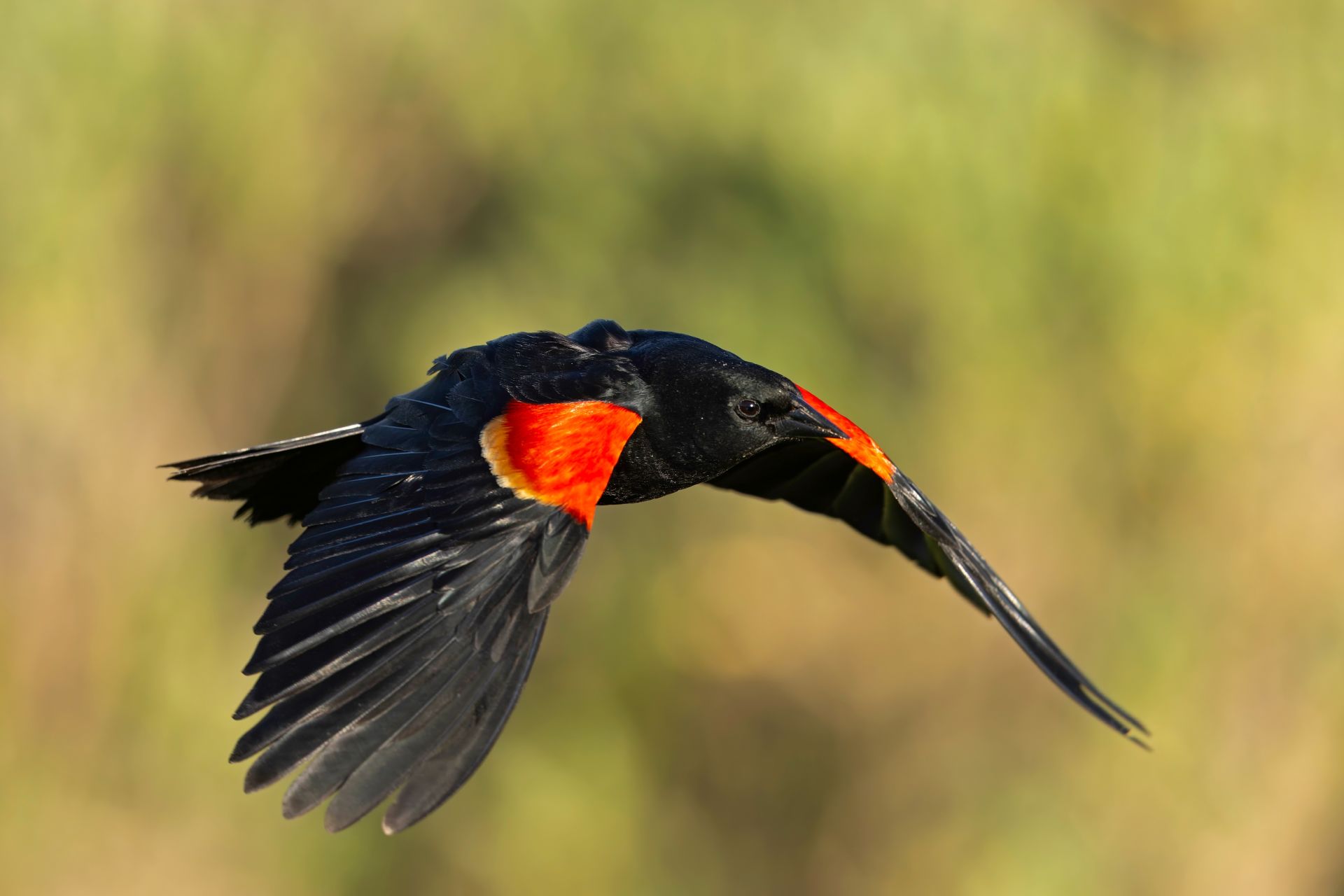 Dispariție rapidă a păsărilor în trei regiuni critice