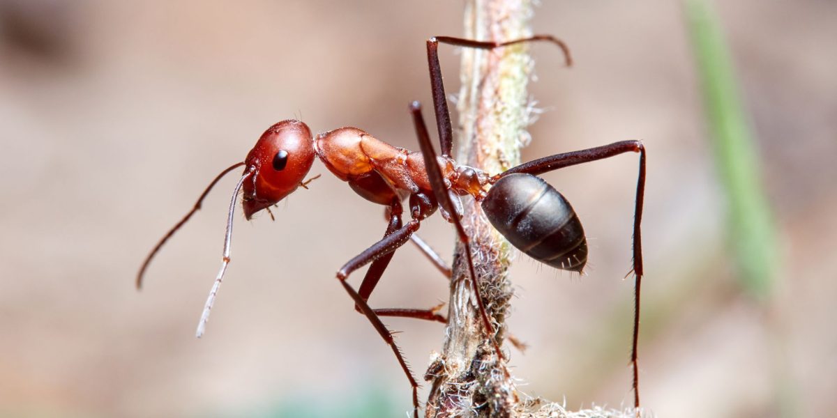Poluarea-aerului-afecteaza-simturile-furnicilor_shutterstock_Descopera-10.jpg - StiriAlese