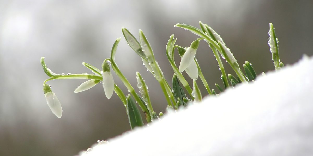 Primele zile de martie, între temperaturi de -25 de grade și vreme „de tricou” – Care sunt recordurile meteo ale începutului de primăvară