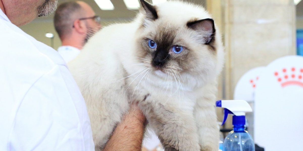 Salonul Felin Internațional SofistiCAT se reîntoarce la București săptămâna viitoare