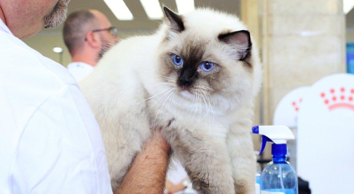 Targul Felin Internațional SofistiCAT se întoarce în București, aducând peste 250 de feline din întreaga lume Bucureștiul va fi din nou gazda unuia dintre cele mai pasionate evenimente dedicate iubitorilor de animale de companie