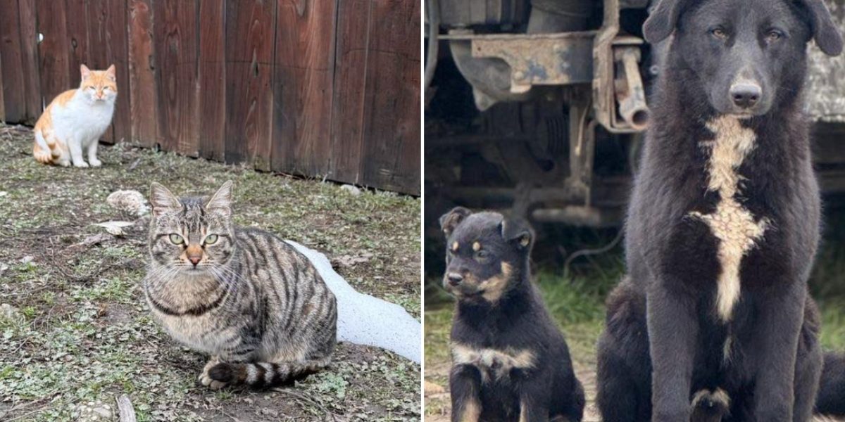 Campanie de sterilizare gratuită a câinilor și pisicilor în localitățile Ilfov