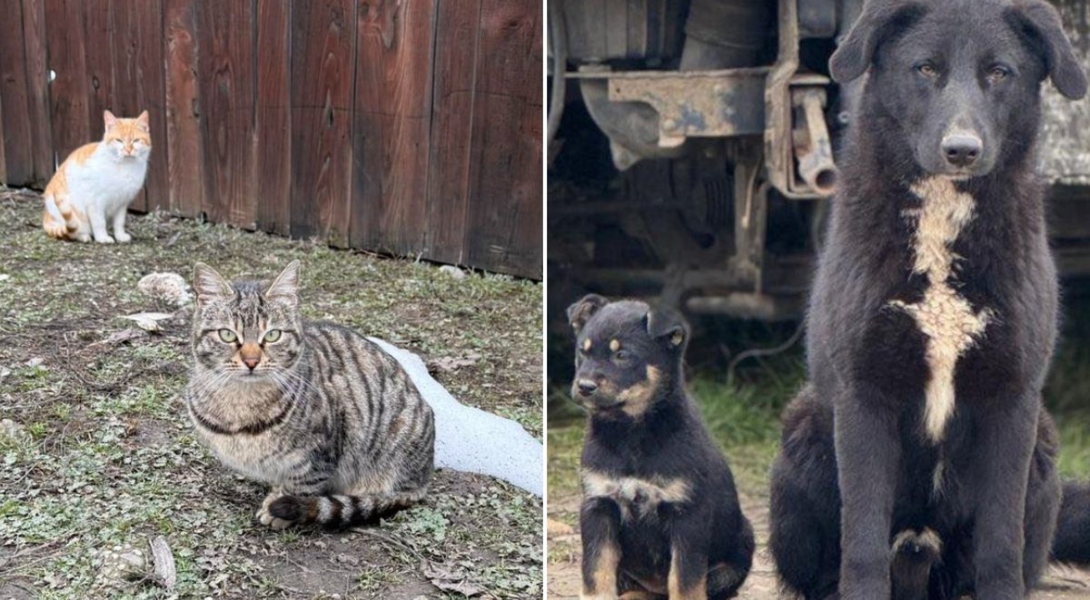 Un maraton de sterilizări gratuite pentru câini și pisici va avea loc în județul Ilfov, fiind anunțat de Protecția Animalelor din cadrul Consiliului Județean