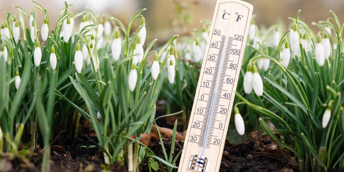 poza in care apar mai multi ghiocei in pamant si un termometru