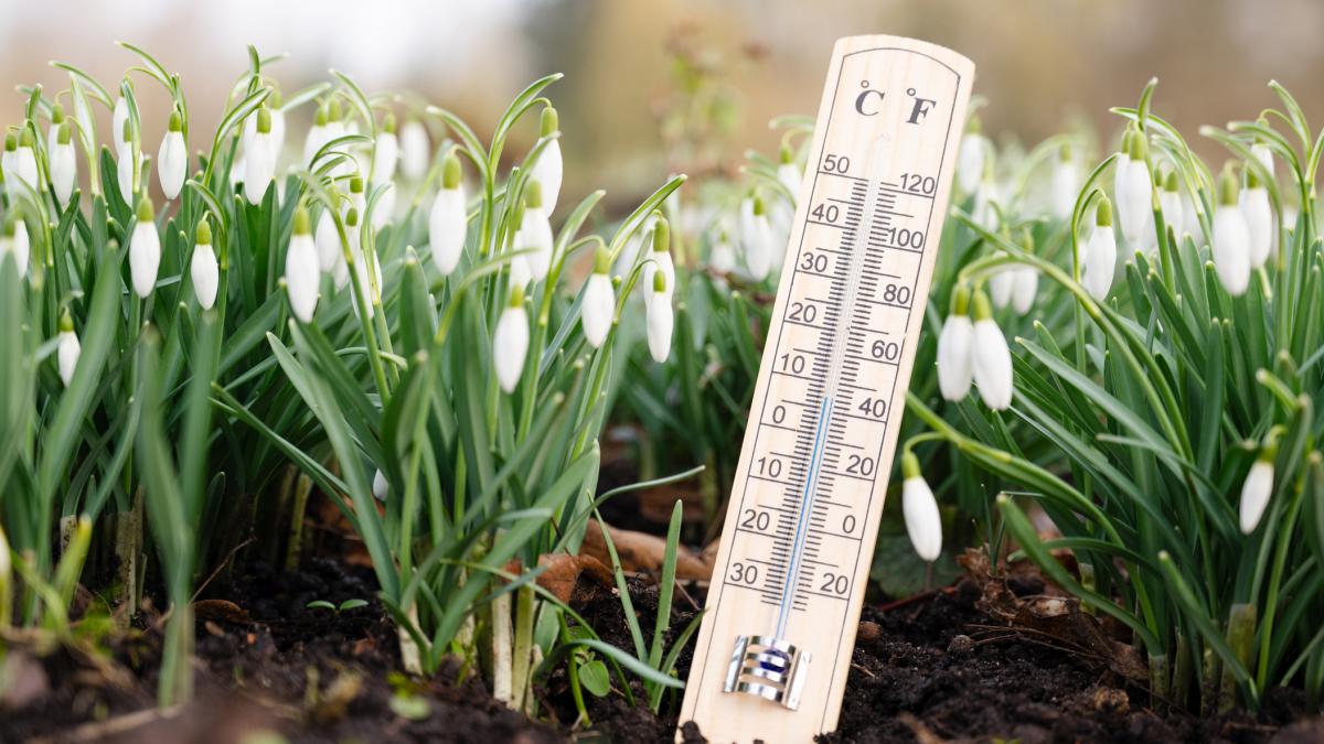 poza in care apar mai multi ghiocei in pamant si un termometru