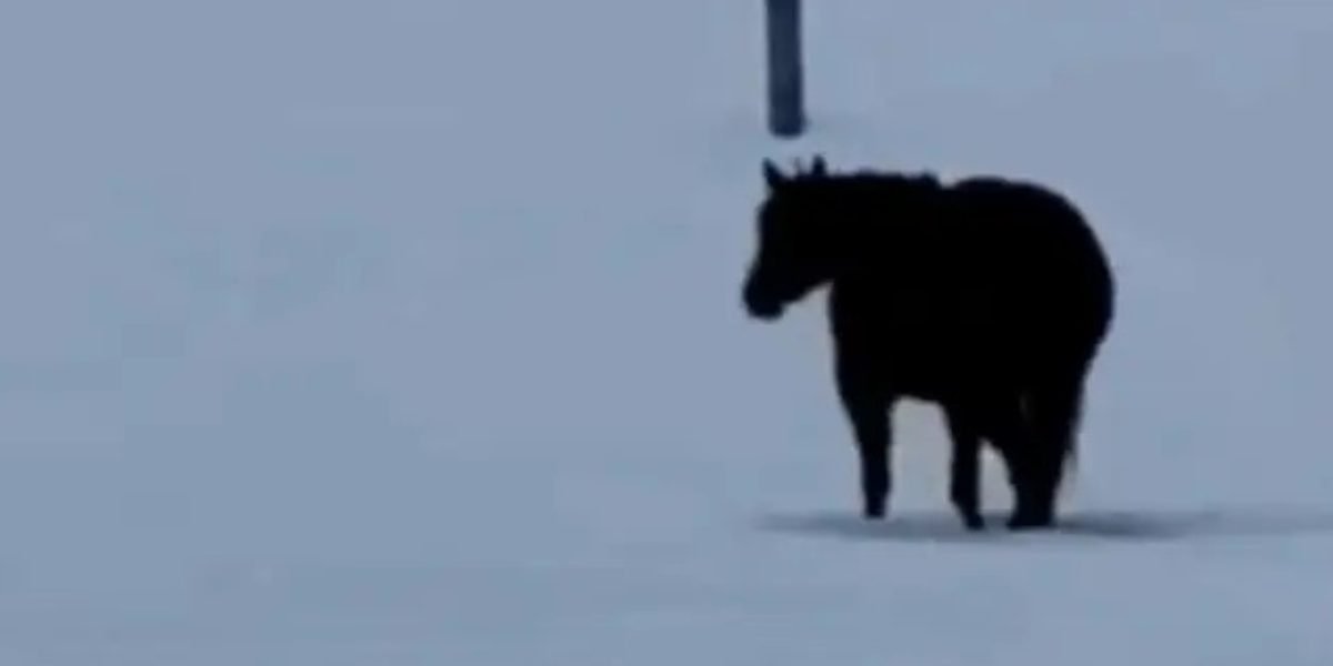 Video-ul-care-a-impartit-internetul-in-doua.-In-ce-directie-merge-calul.jpg - StiriAlese