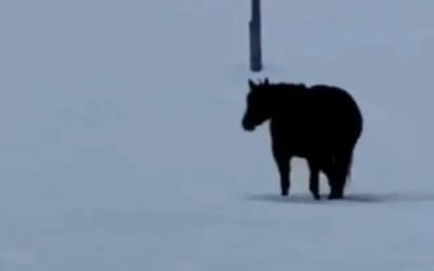 Video-ul-care-a-impartit-internetul-in-doua.-In-ce-directie-merge-calul.jpg - StiriAlese