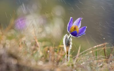 Vremea se răcește brusc în România, după zilele calde, din cauza unui val polar