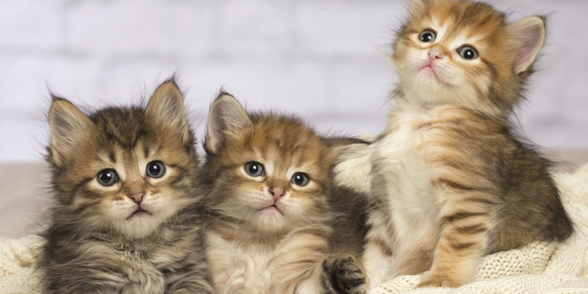 aD02MzAmemM9MSZoYXNoPTJlYjk5Njg5MzBiMDExZTcyNGIwODI3YzZhZDMzMWNj.thumb_.jpg - StiriAlese