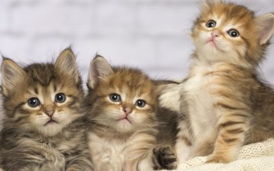 aD02MzAmemM9MSZoYXNoPTJlYjk5Njg5MzBiMDExZTcyNGIwODI3YzZhZDMzMWNj.thumb_.jpg - StiriAlese