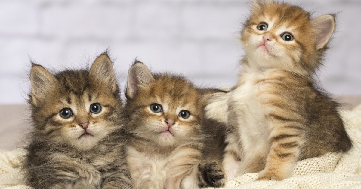 Pisicile, aliați neașteptați în lupta împotriva cancerului uman: descoperiri revoluționare în genetică Un nou studiu internațional a deschis o cale neașteptată în cercetarea oncologică, sugerând că pisicile domestice ar putea avea un rol esențial în înțelegerea și tratarea cancerului la oameni