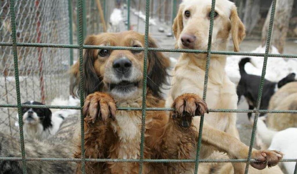 adapost-de-caini.jpg - StiriAlese