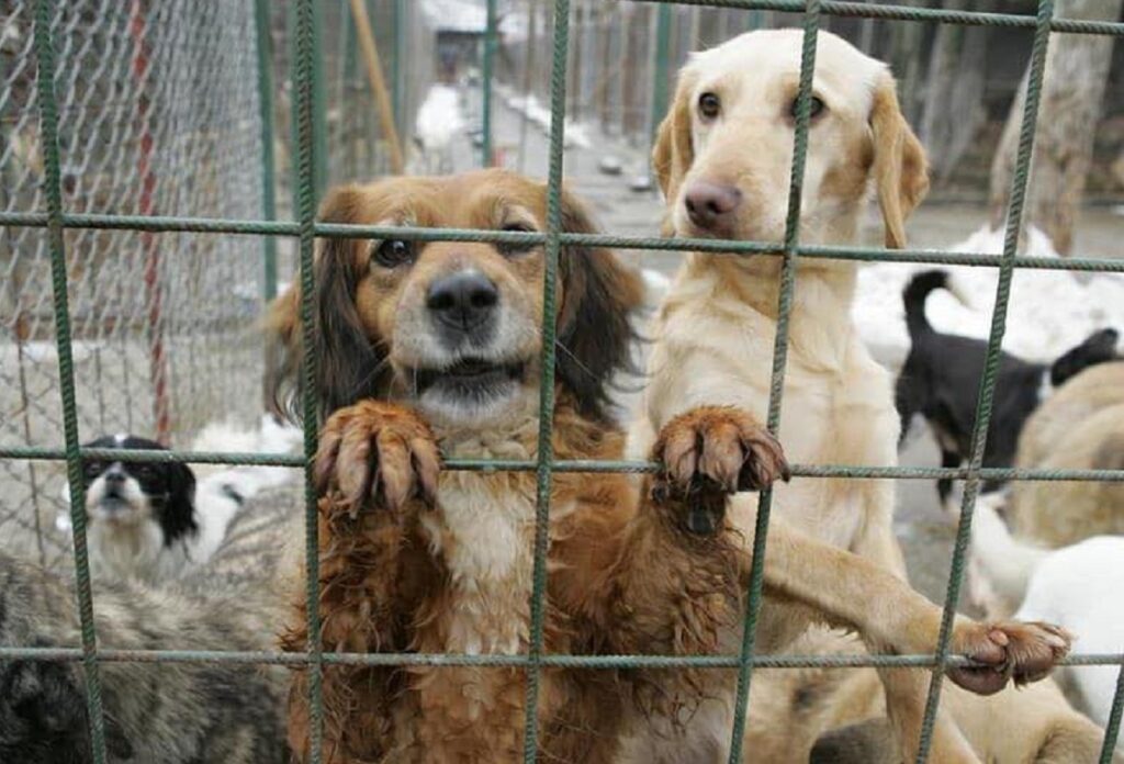 Poliția Prahova a declanșat, în această dimineață, o operațiune amplă menită să destructureze o rețea suspectată de eutanasieri ilegale de câini