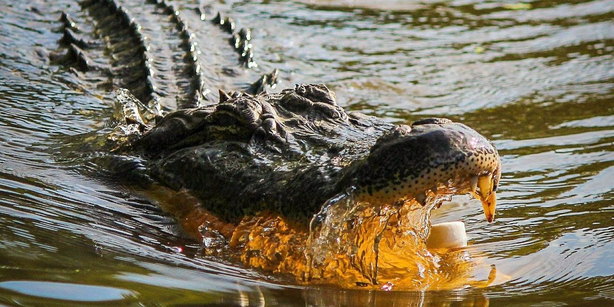 aligator-crocodil.jpg - StiriAlese